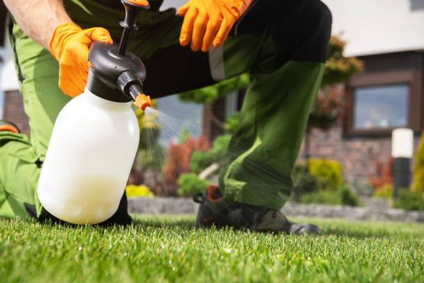 Best Local Pest Control Services  in Davenport, FL