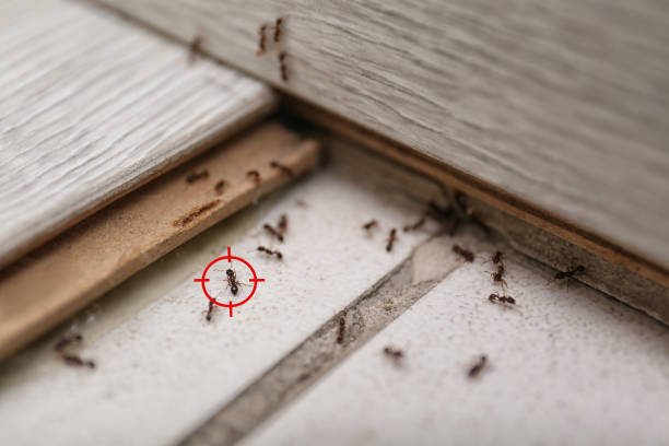 Best Residential Pest Control  in Davenport, FL