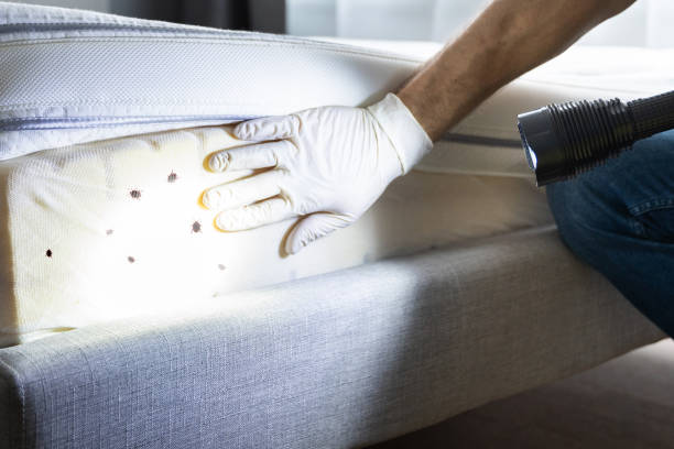 Best Emergency Pest Control  in Davenport, FL
