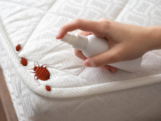 Best Ant Control Services  in Davenport, FL