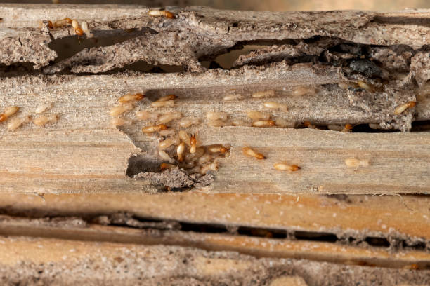 Best Pest Control Near Me in Davenport, FL