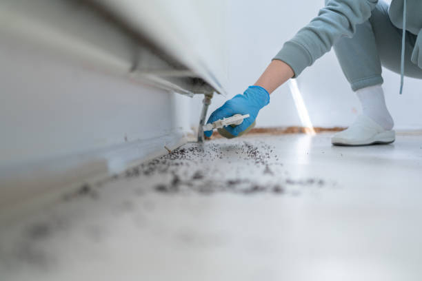 Best Bed Bug Extermination  in Davenport, FL